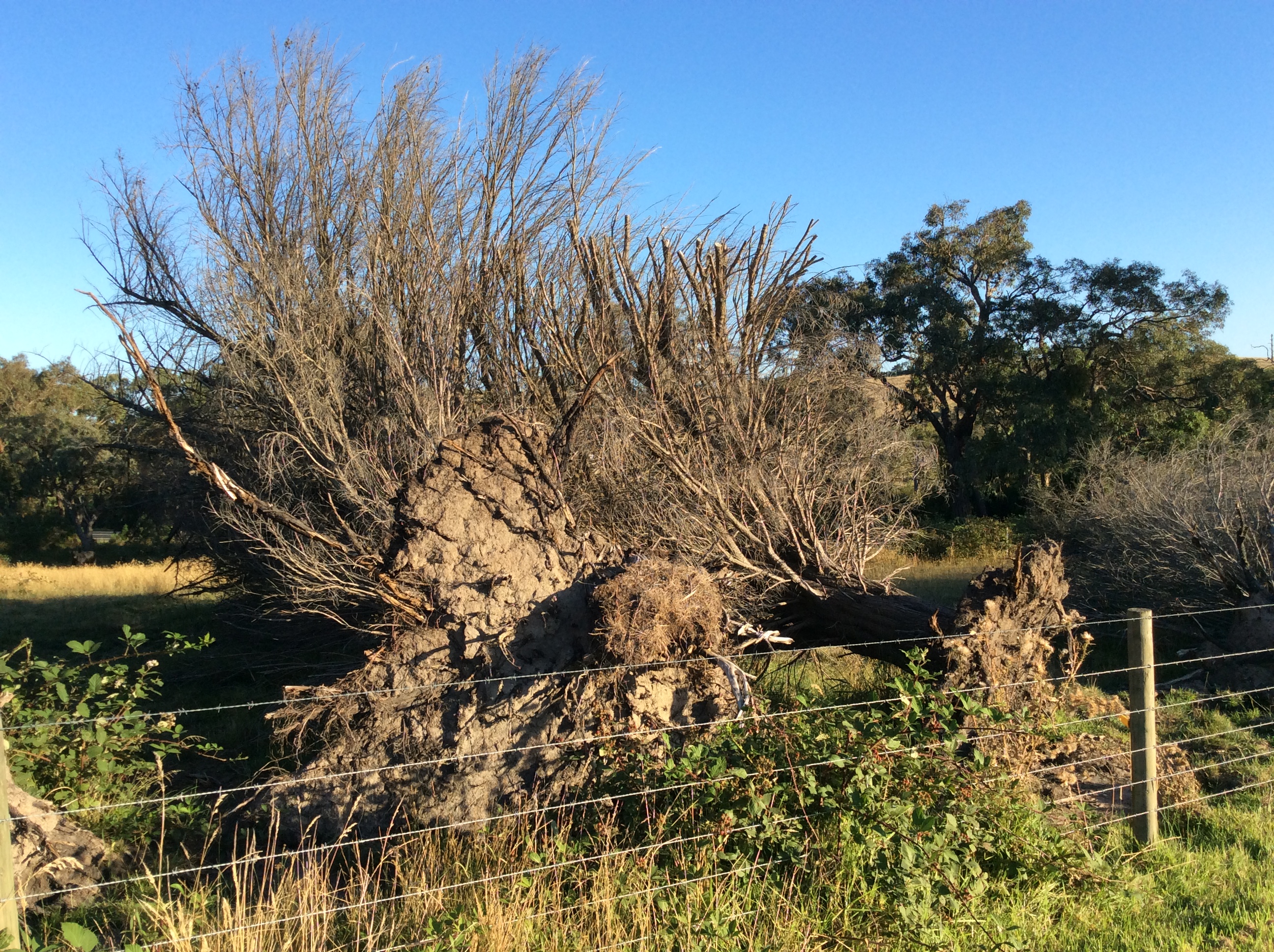 Dead cypress blown over by wind