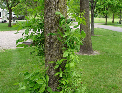 This elm tree has wood boring pests. The epicormic growth is telling you where to look.